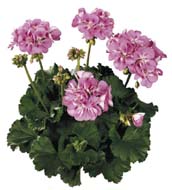 Tango Pink